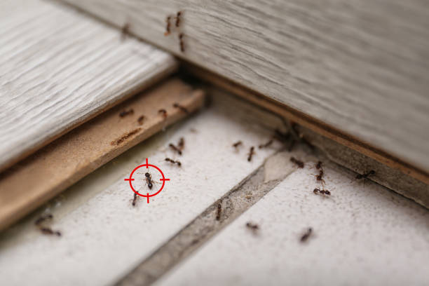 Best Affordable Pest Control Services  in Evadale, TX