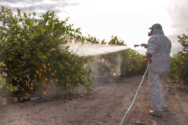 Best Insect Control  in Evadale, TX