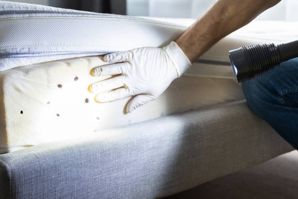 Best Rat Extermination Near Me  in Evadale, TX