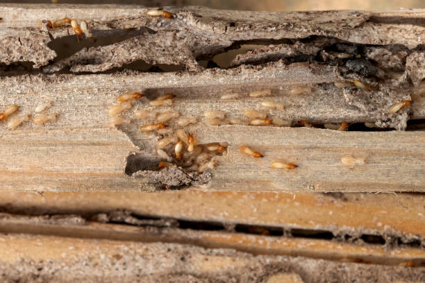 Best Pest Control Near Me in Evadale, TX